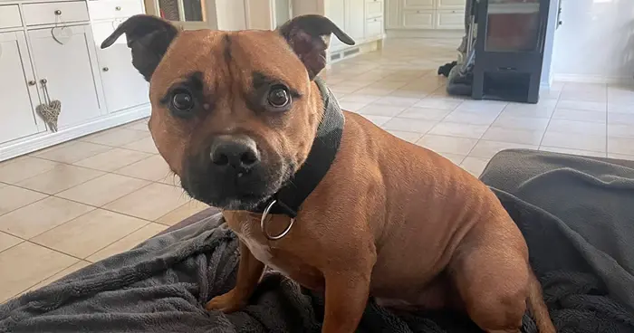 simba1