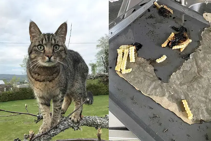 Middagsrester på komfyren kunne endt kat(t)astrofalt