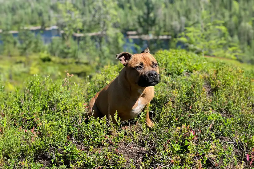 Hunden var hjemme alene da Kenneth ble varslet om branntilløp